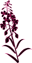 Load image into Gallery viewer, Fireweed Relaxed T-Shirt
